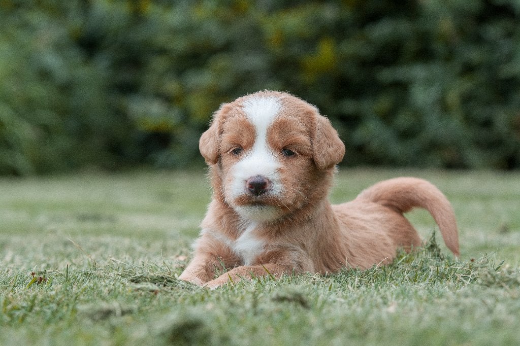 prachtige rood/abricot medium doodle pups, Dieren en Toebehoren, Parvo, Nederland, 8 tot 15 weken, Meerdere