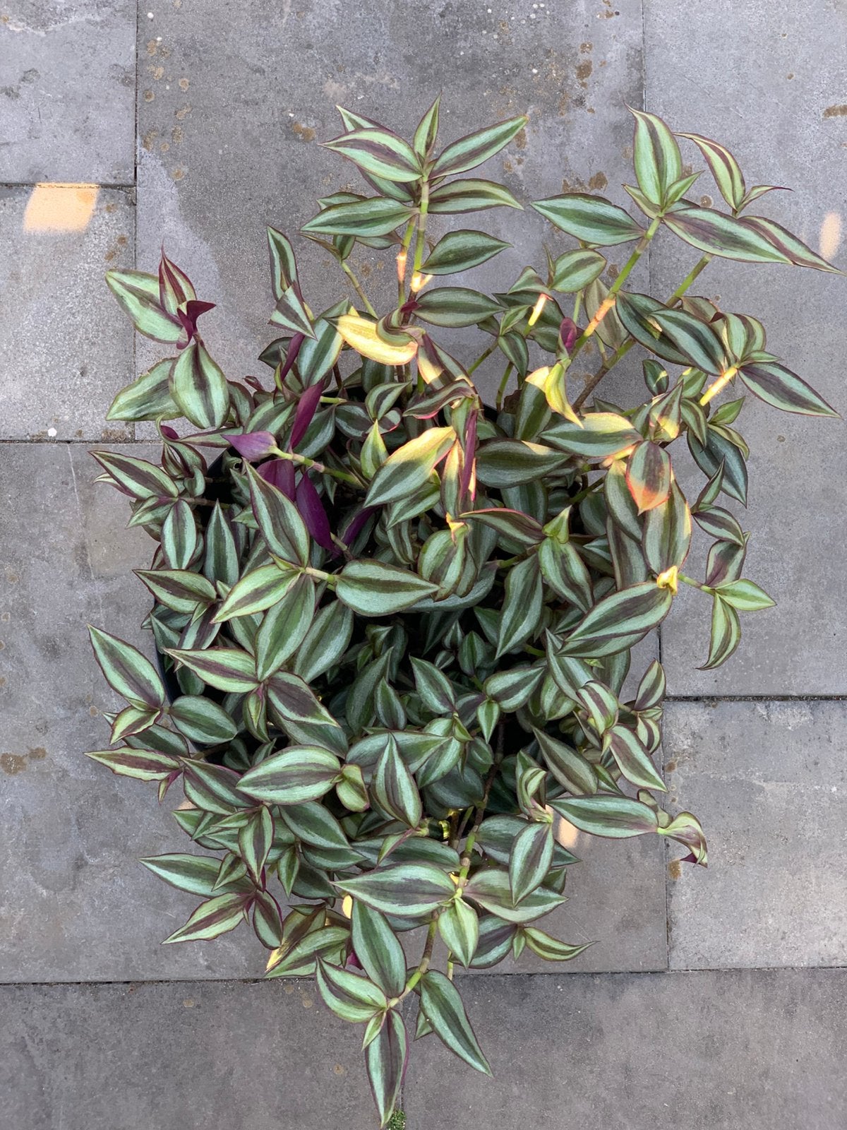 Hangplanten, Huis en Inrichting, Ophalen of Verzenden