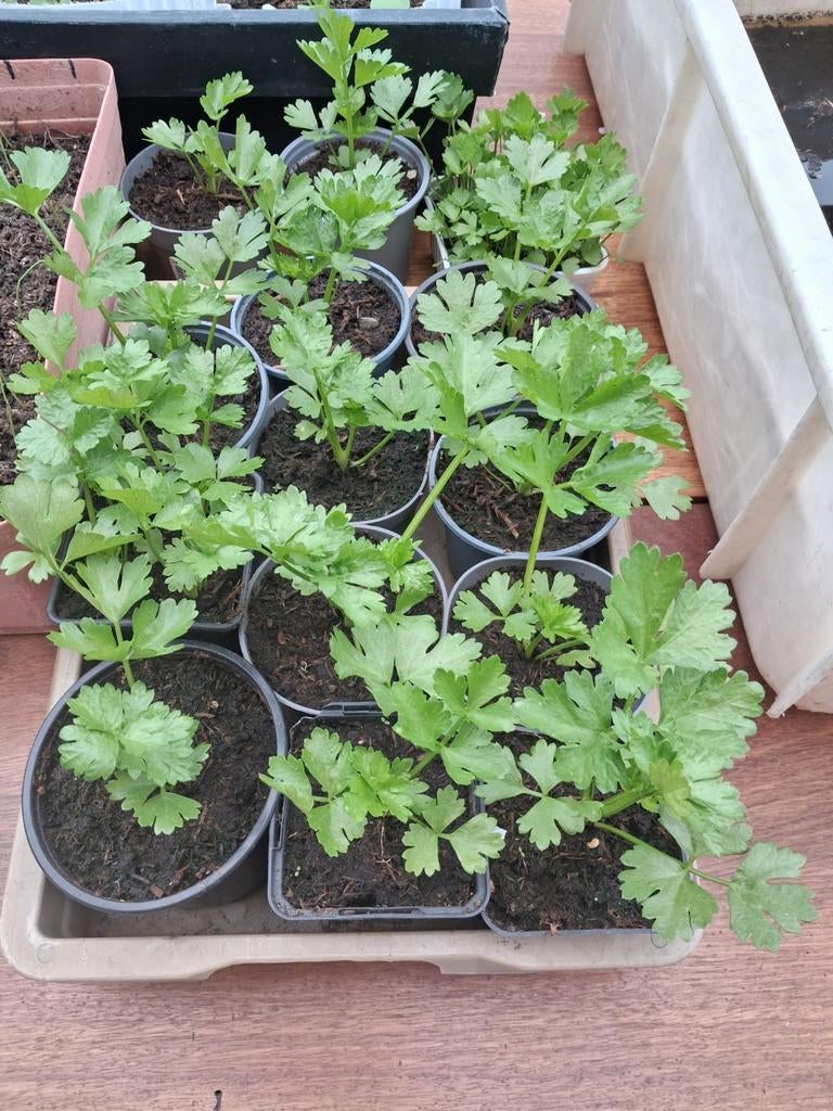 KNOLSELDERIJ PLANTEN EIGEN TEELT, Tuin en Terras, Planten | Tuinplanten, Ophalen, Eenjarig, Groenteplanten, Volle zon