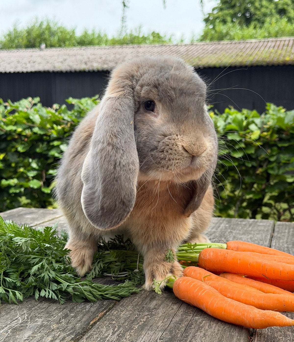 Raszuivere lieve franse hangoor ram, Dieren en Toebehoren, Mannelijk, Groot, Hangoor, 0 tot 2 jaar