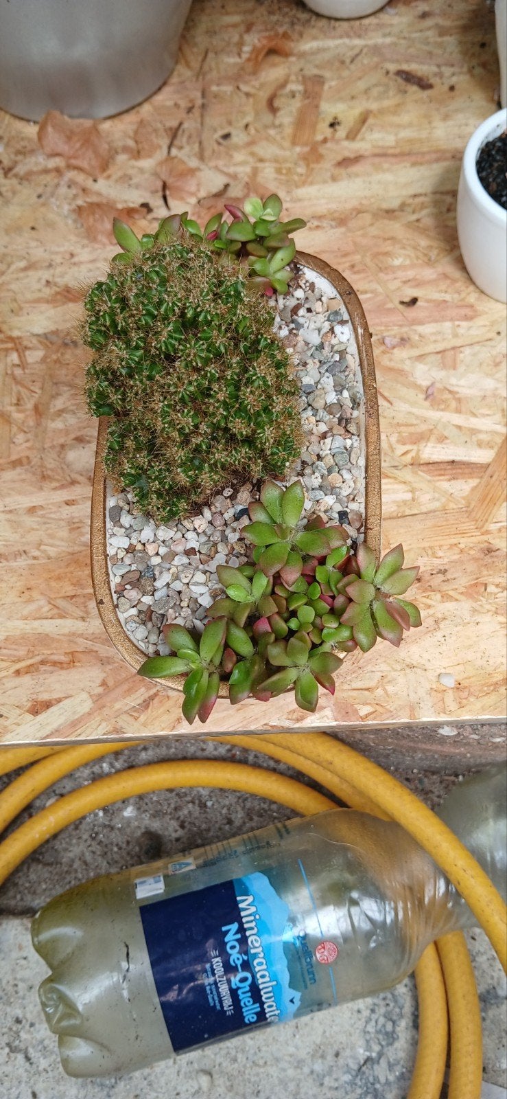 Cactus Peruvianus Monstrosus in pot, Overige soorten, Volle zon, Vaste plant, Ophalen of Verzenden