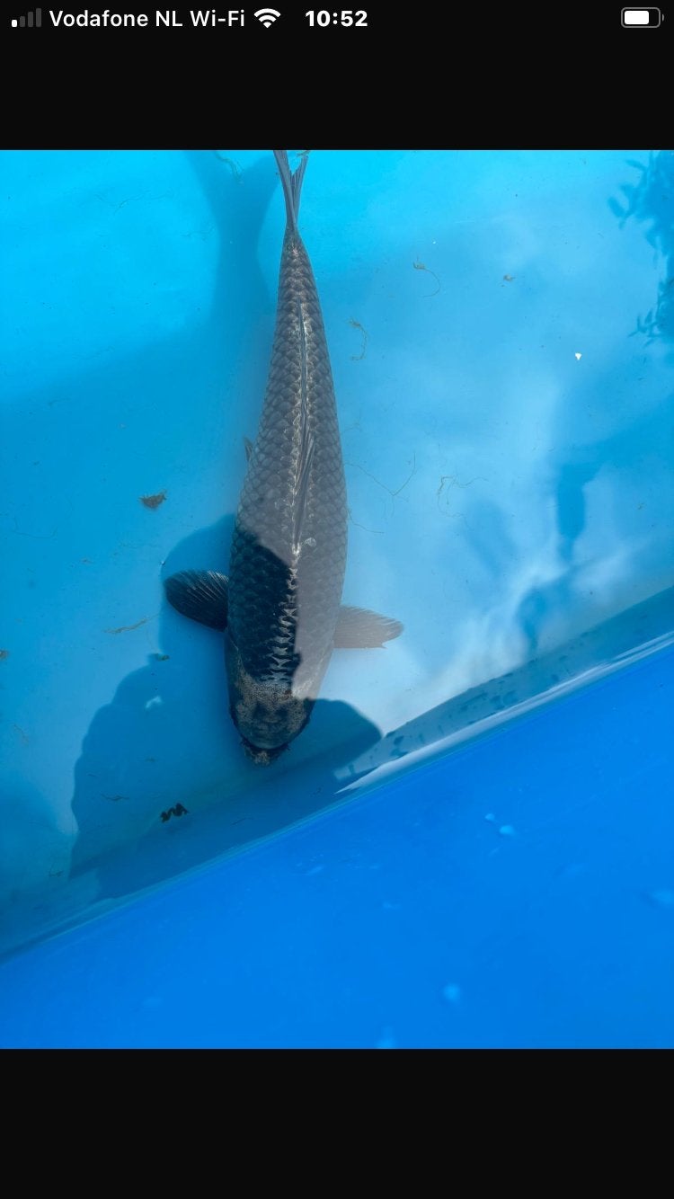 Div koi, Karper of Koi