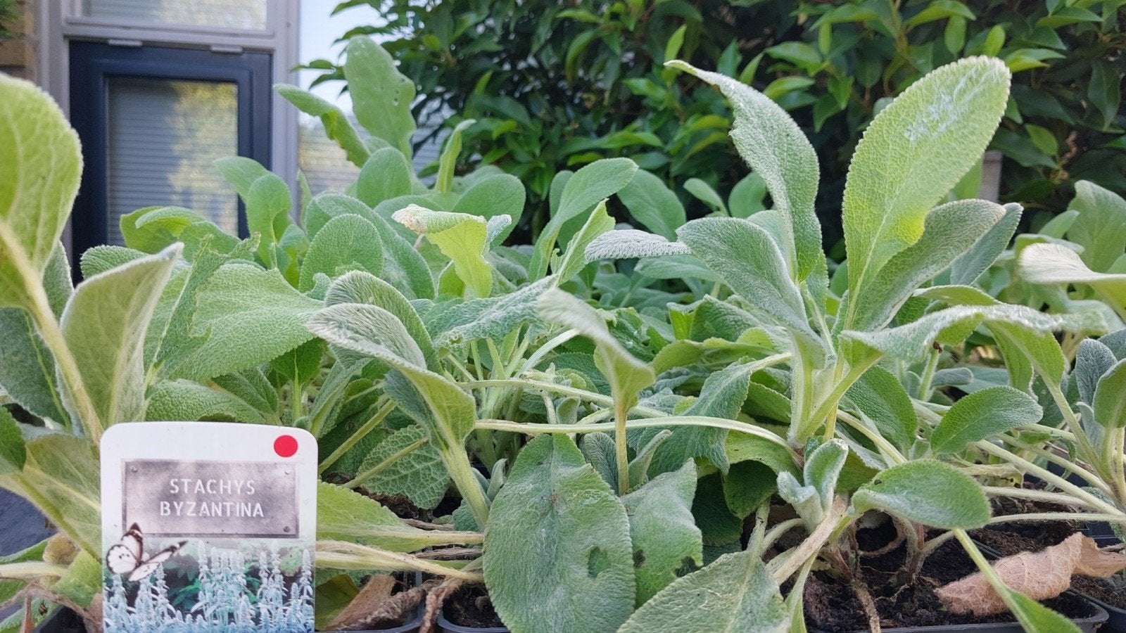 Partij ruim 720 vaste planten, Ophalen, Overige soorten, Volle zon