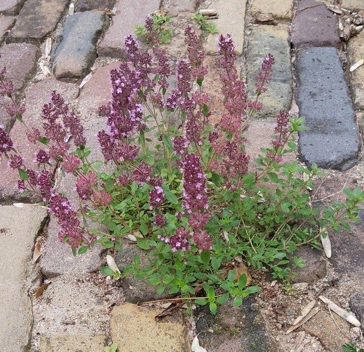 Kruiptijm, tijm, Thymus serpyllum, bodembedekker, bio, Volle zon, Vaste plant, Zomer, Ophalen