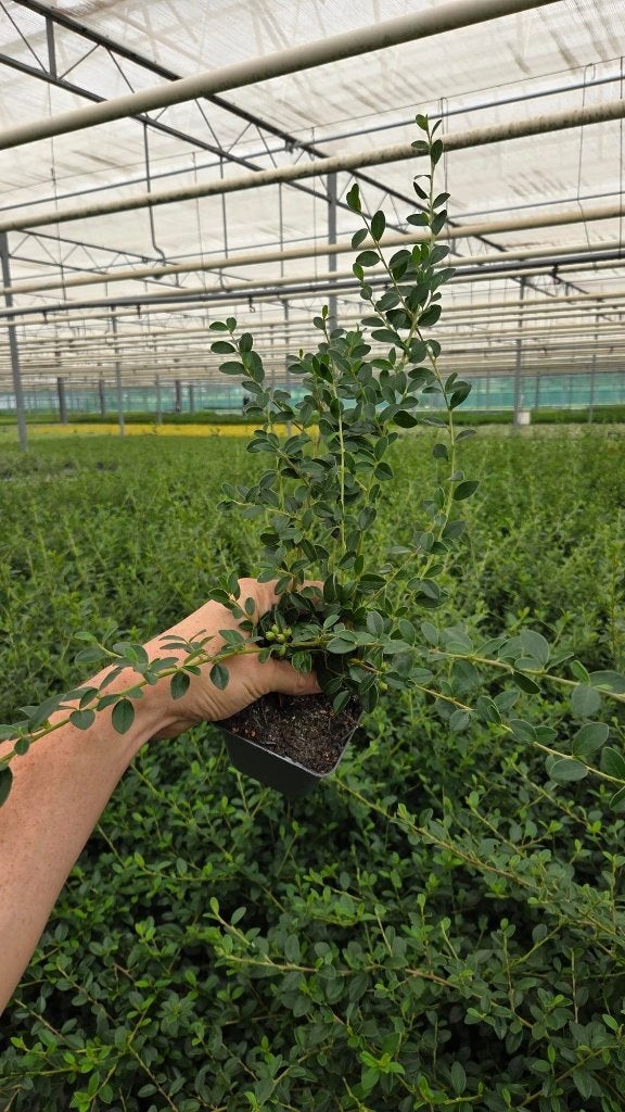 Cotoneaster coral beauty - dwergmispel - vaste plant, Tuin en Terras, Planten | Tuinplanten, Bodembedekkers, Volle zon, Vaste plant