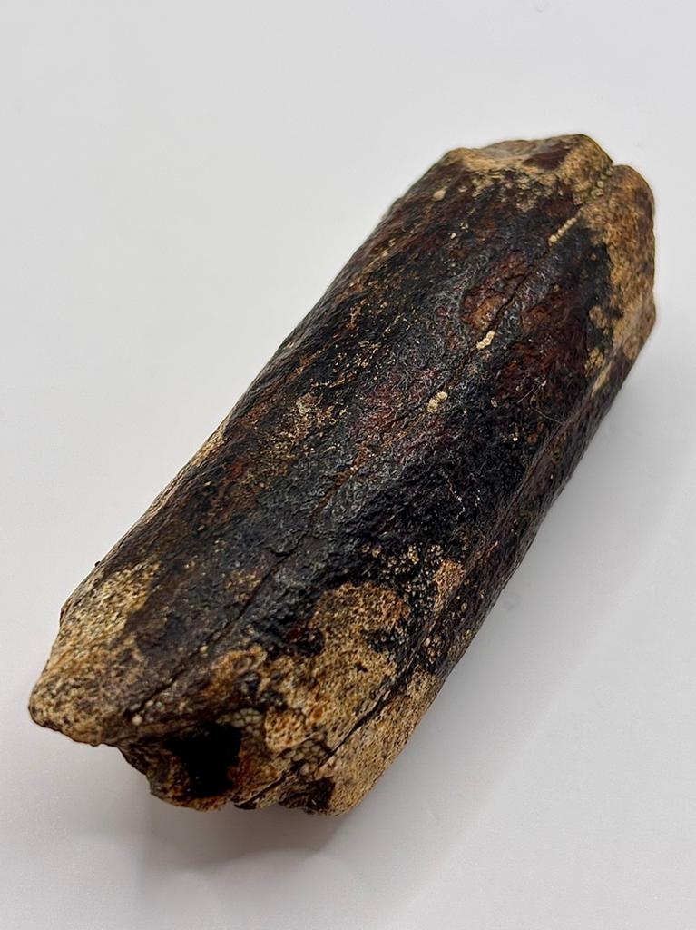 Nijlpaard slagtand Java, Verzamelen, Ophalen of Verzenden, Fossiel