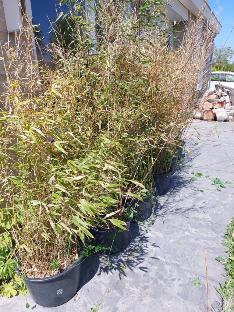9x Fragesia groen en rood, Tuin en Terras, Ophalen, Bloeit niet, Overige soorten