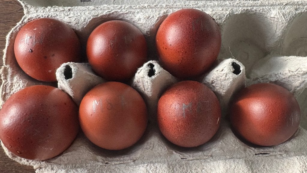 Mooi donkere Marans broedeieren, Dieren en Toebehoren, Geslacht onbekend, Kip