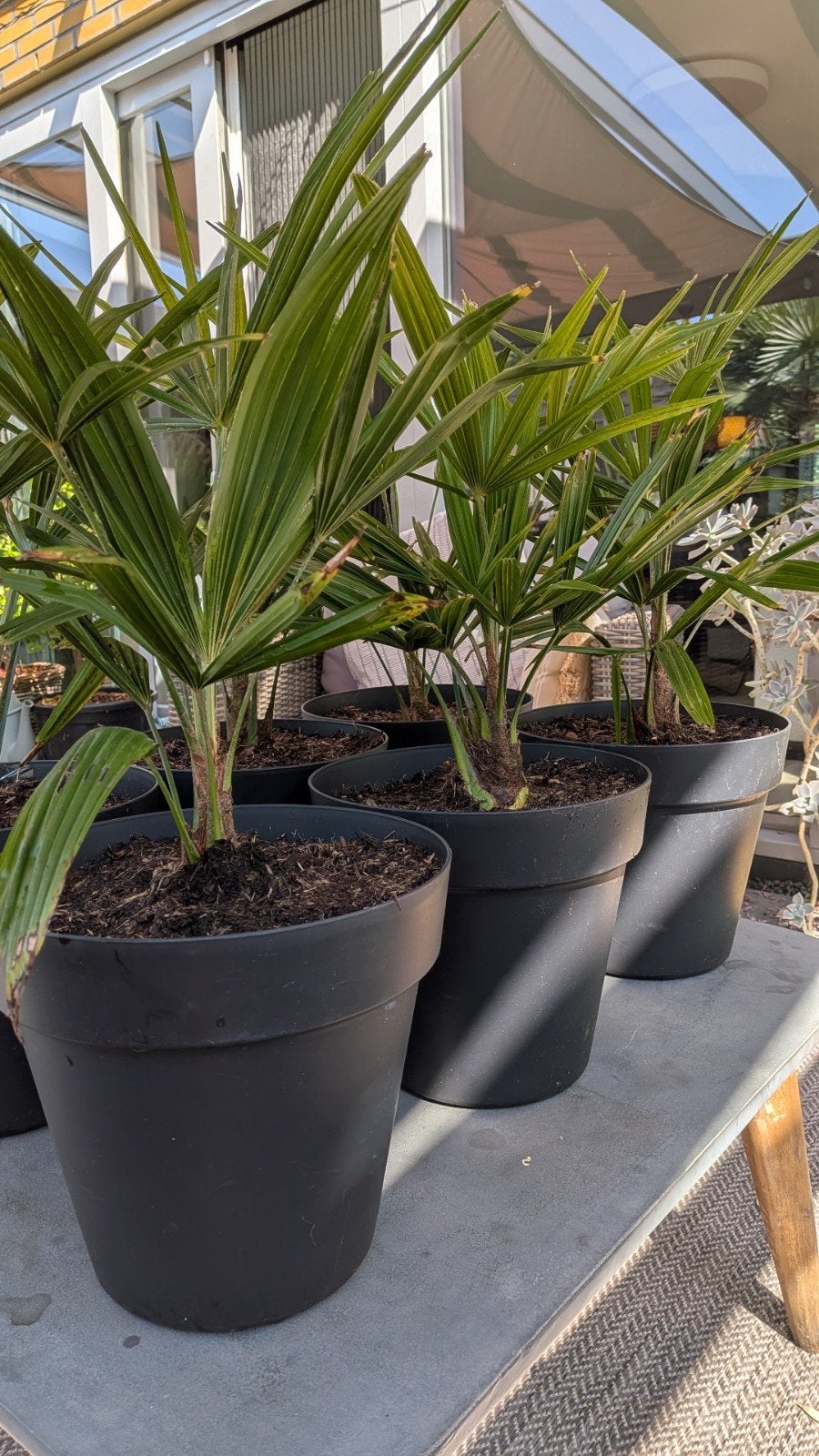 Winterharde Palmen in pot, Ophalen, Overige soorten, Volle zon