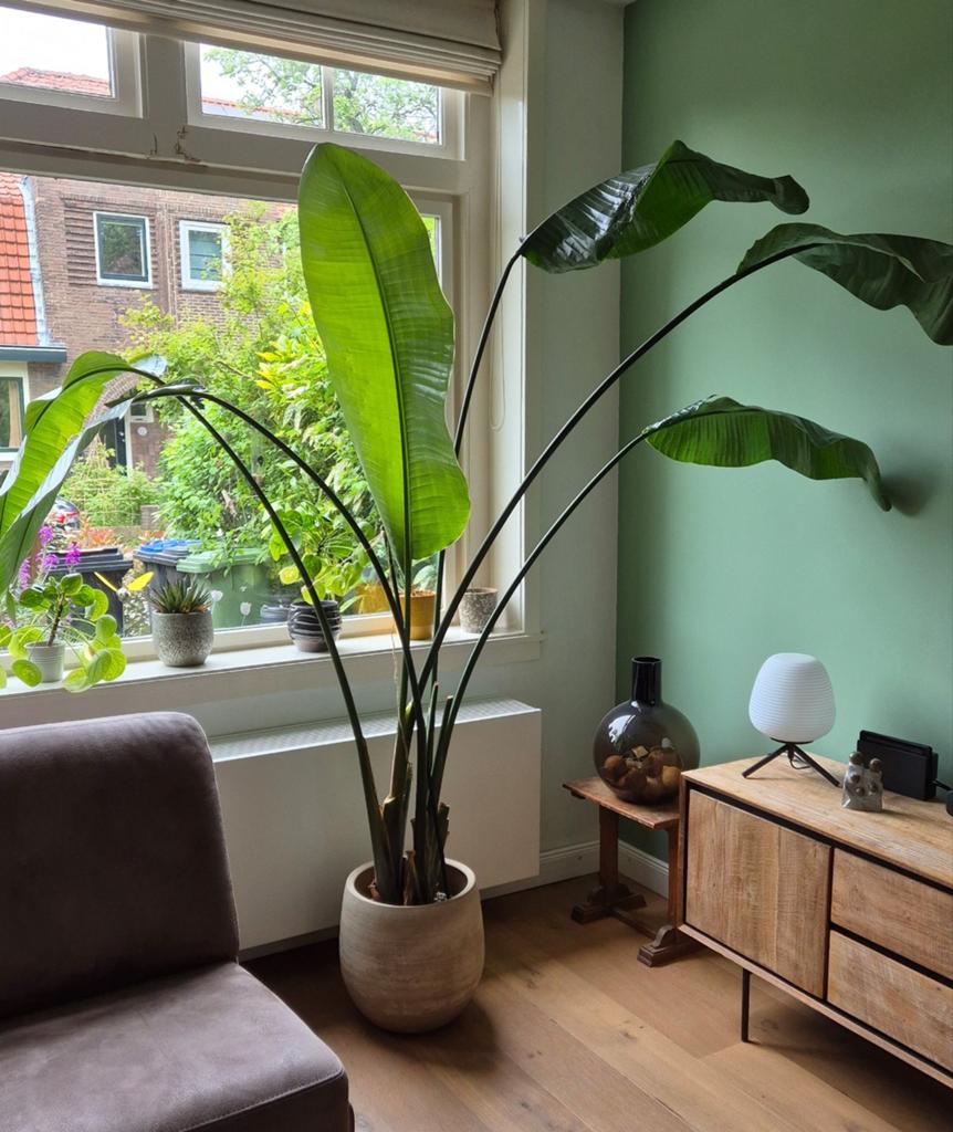 Strelitzia nicolai, Groene kamerplant, Ophalen, Volle zon, 150 tot 200 cm