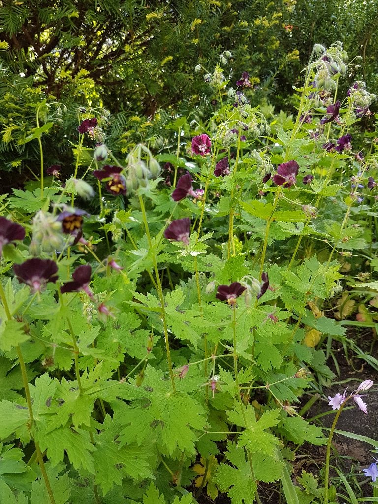 geranium, donker rood, bodem bedekkend, vaste plant, Vaste plant, Halfschaduw, Lente, Ophalen