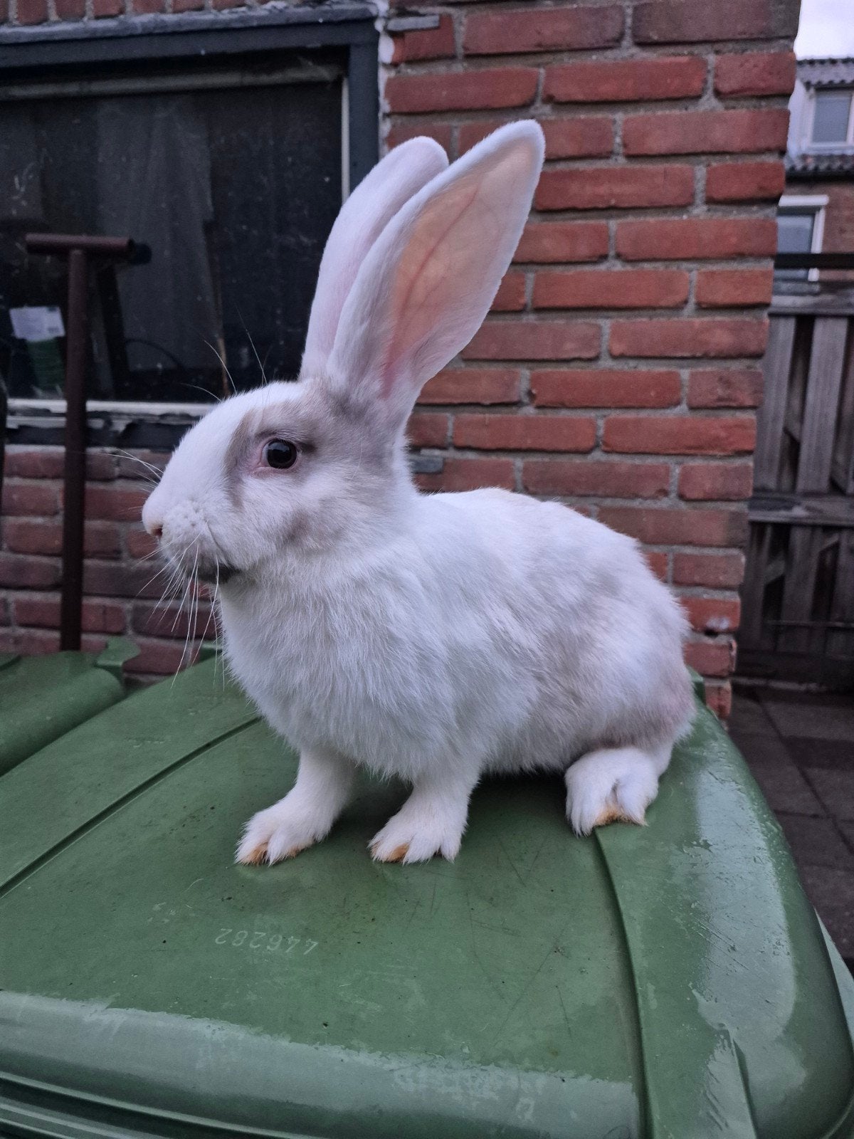 Super mooie duitse reus 15 weken sallander witoor, Dieren en Toebehoren, Konijnen, Groot, Mannelijk