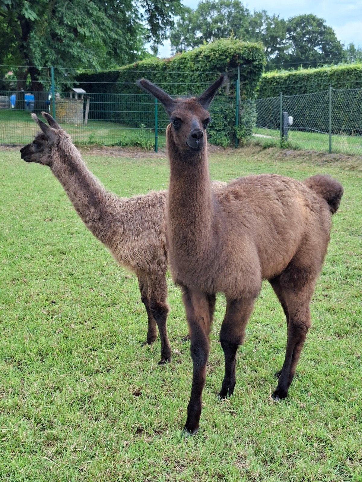 Lama's te koop, April, Mannelijk