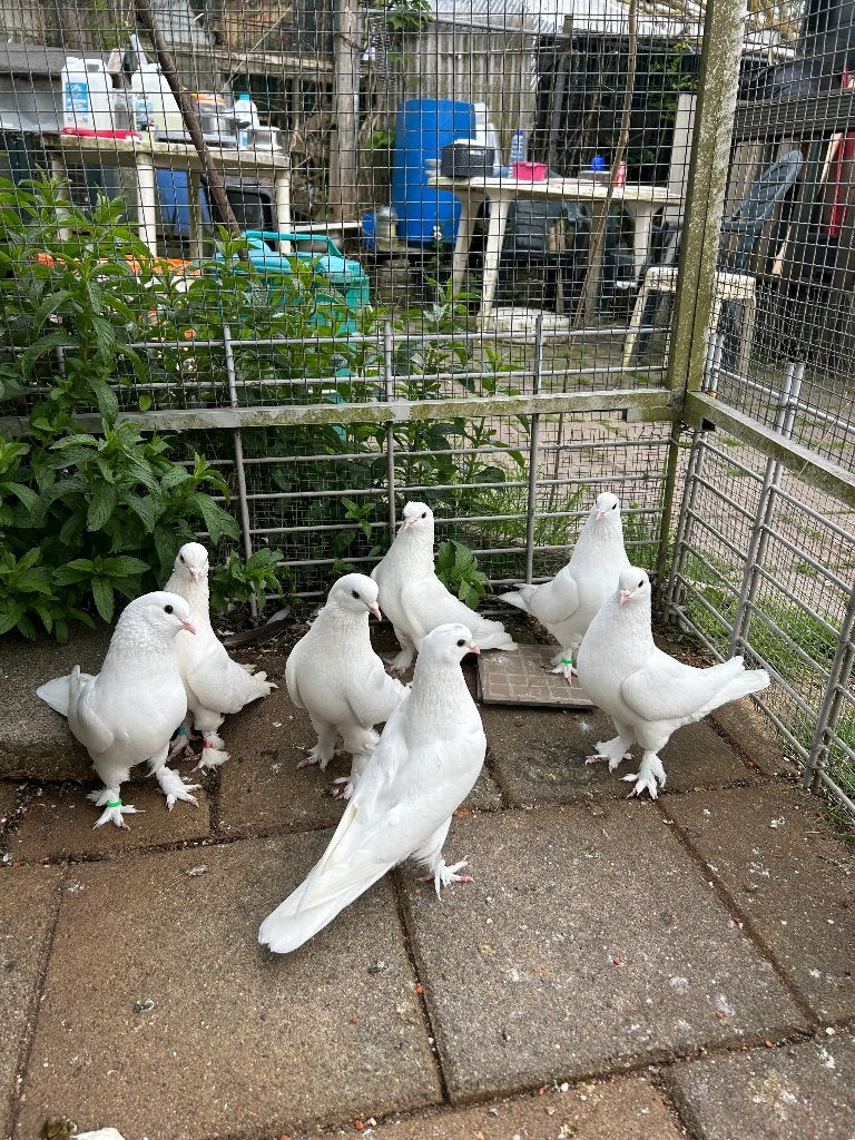 Takla musol duiven tuimelaar, Dieren en Toebehoren, Meerdere dieren, Tuimelaar of Roller