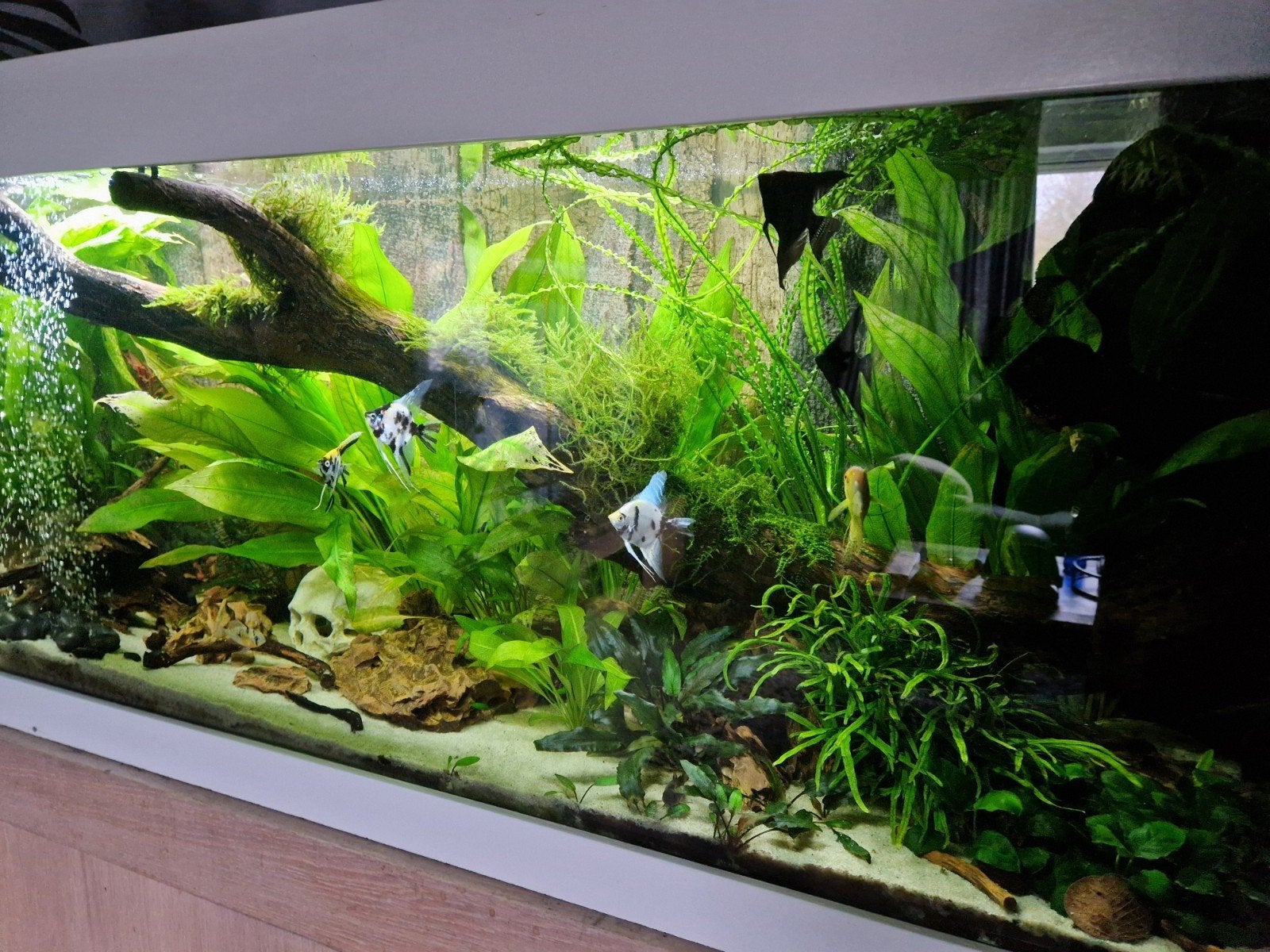 groot aquarium., Ophalen, Inclusief toebehoren, Gevuld zoetwateraquarium