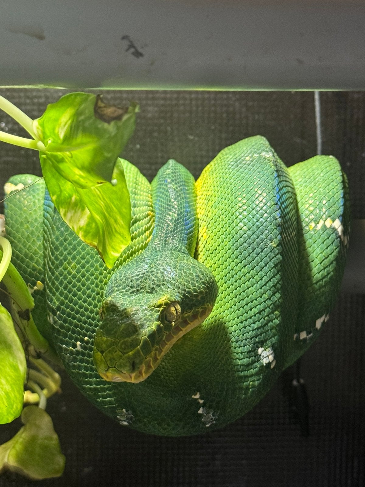 Corallus caninus / 1.0 cb 18, Slang, 0 tot 2 jaar