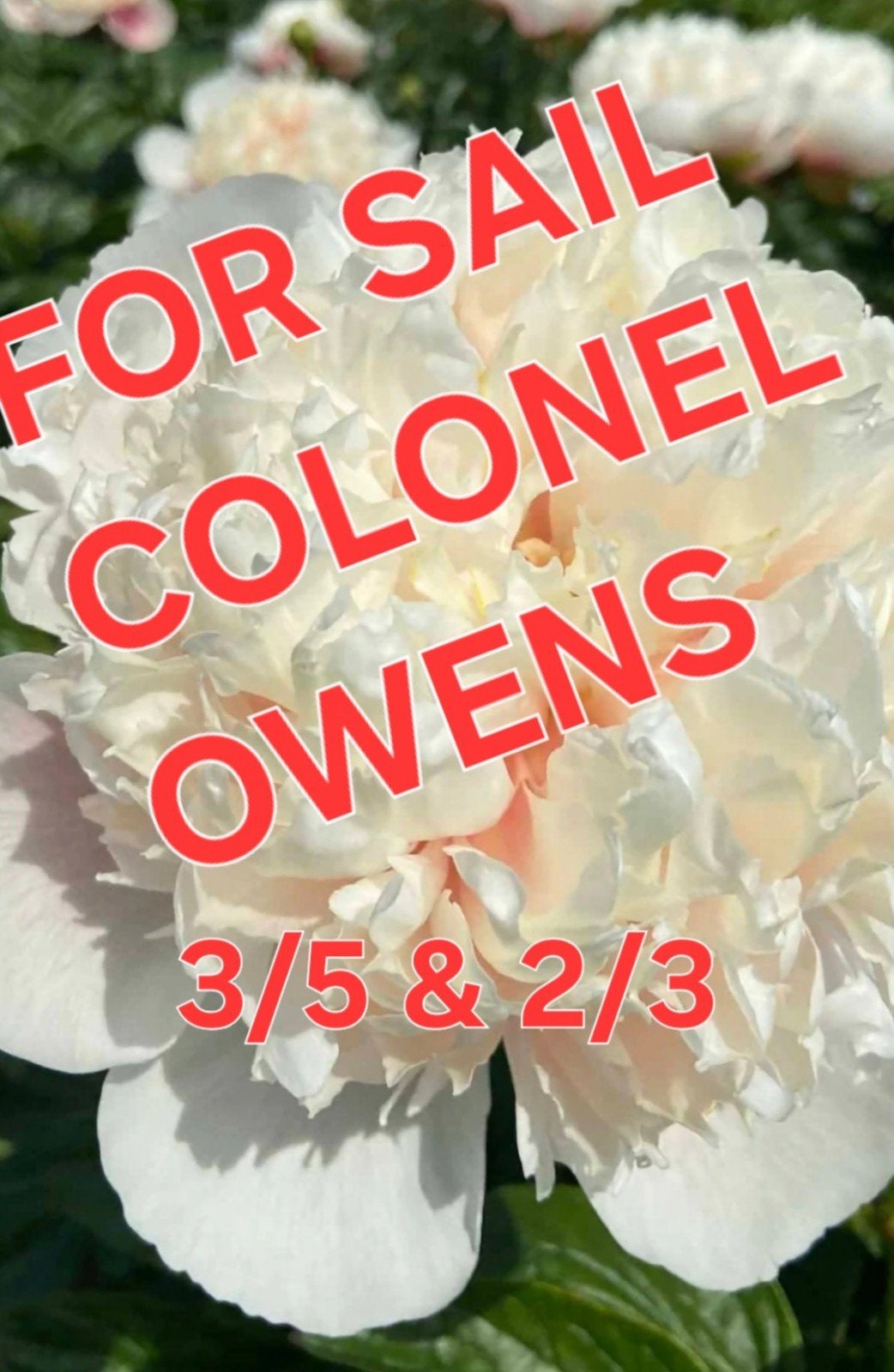 PIOENROOS Colonel owen 3/5, Ophalen, Volle zon, Knol