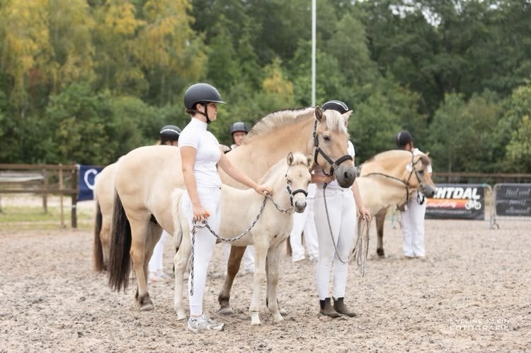 prachtig  fjorden veulen, Minder dan 160 cm, Niet van toepassing, Dressuurpaard, 0 tot 2 jaar