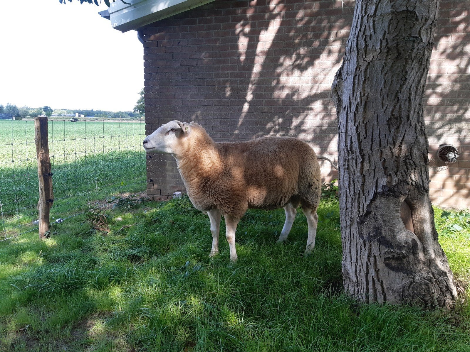 Overjarige stamboek gekeurde swifter dekram, Dieren en Toebehoren, Schapen, Geiten en Varkens, Mannelijk, Schaap