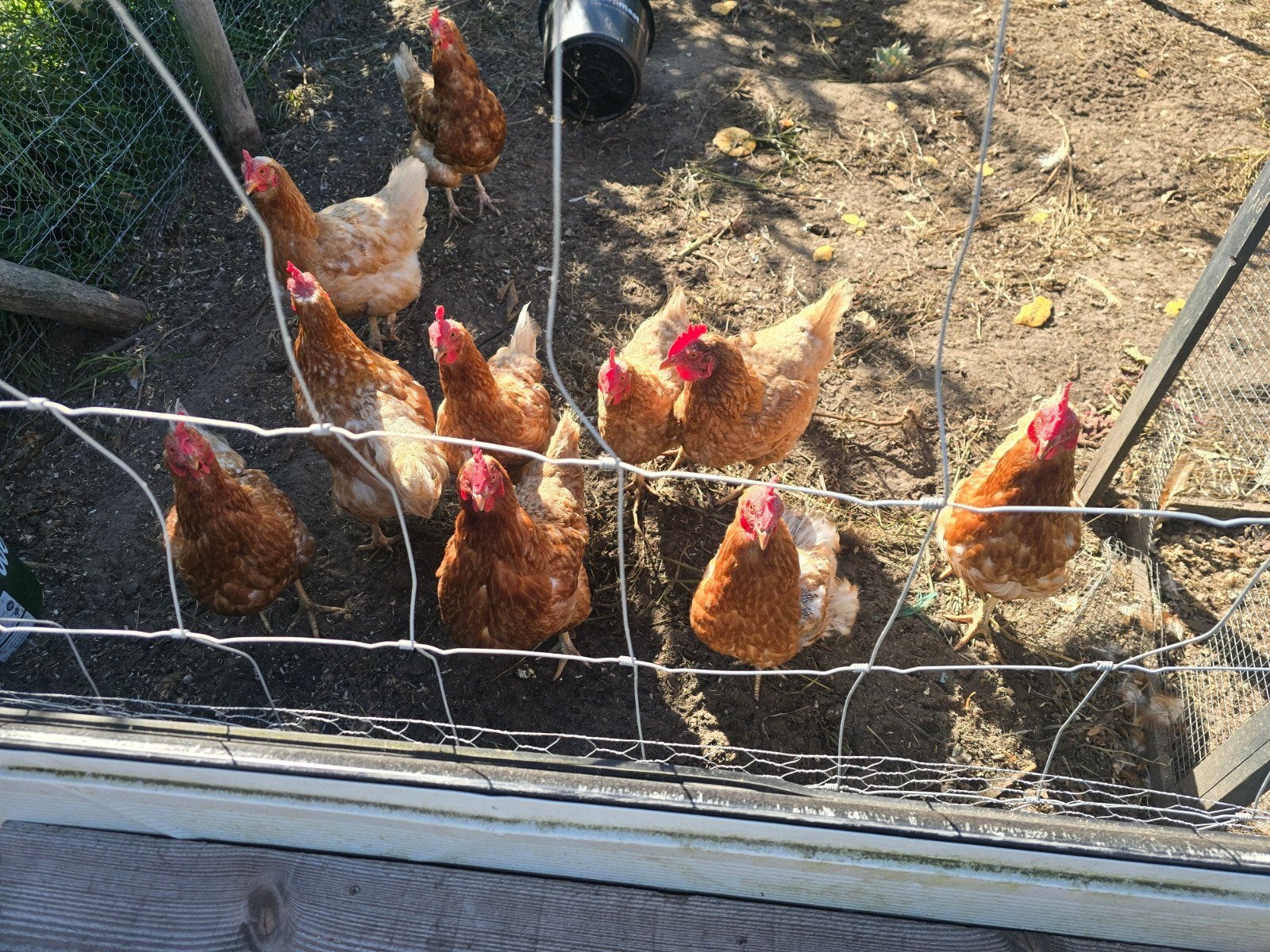 barneveldse kippen te koop 10st., Dieren en Toebehoren, Vrouwelijk, Kip