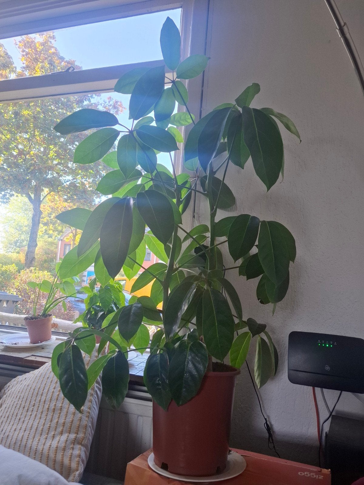plant, Ophalen, Halfschaduw, Minder dan 100 cm