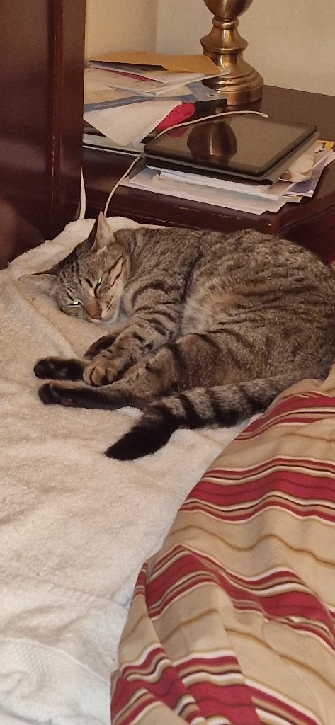 Katten  3, Meerdere dieren, Gechipt, 0 tot 2 jaar