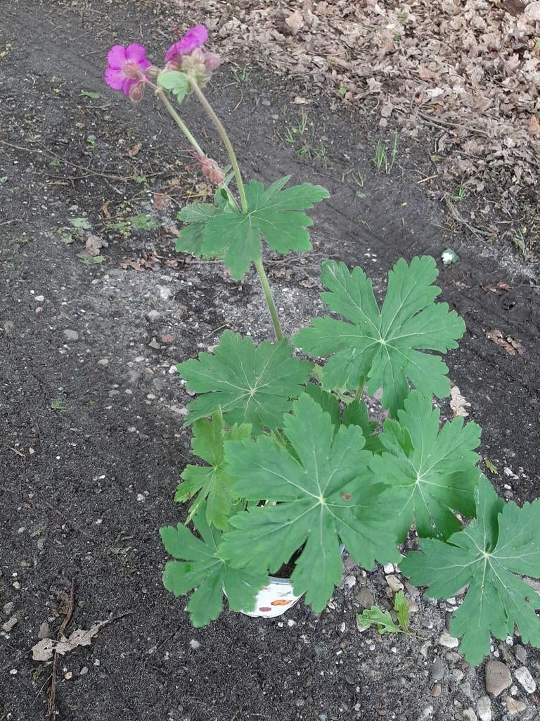 ooievaarsbek vaste geranium groenblijvend winterhard, Ophalen, Vaste plant, Bodembedekkers, Halfschaduw