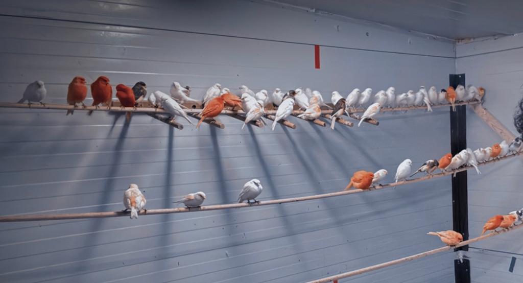 Ongeveer 70/80 kanaries Wit / Rood / Roodmozaiek, Dieren en Toebehoren, Vogels | Kanaries, Meerdere dieren, Kleurkanarie