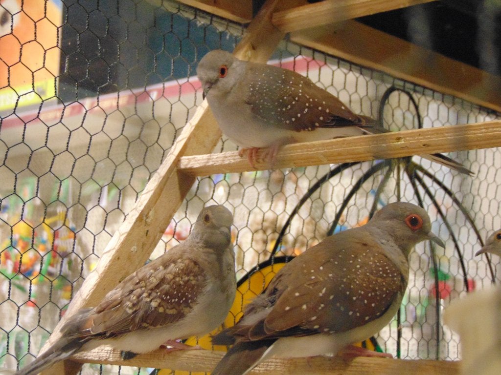 Diamantduiven in Assen., Dieren en Toebehoren, Vogels | Duiven, Meerdere dieren, Overige soorten
