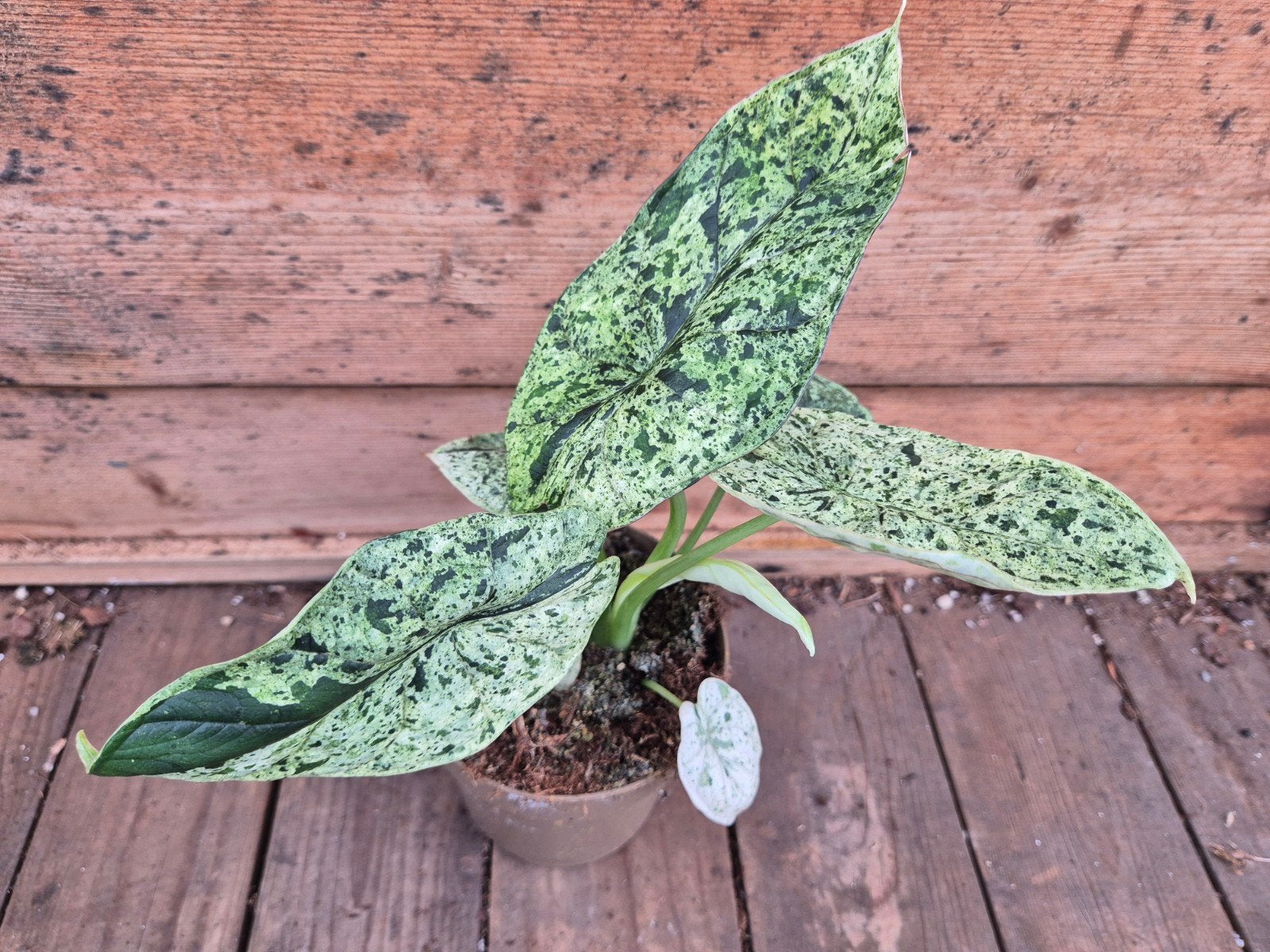 Alocasia Dragon scale Mint p11 (2)
