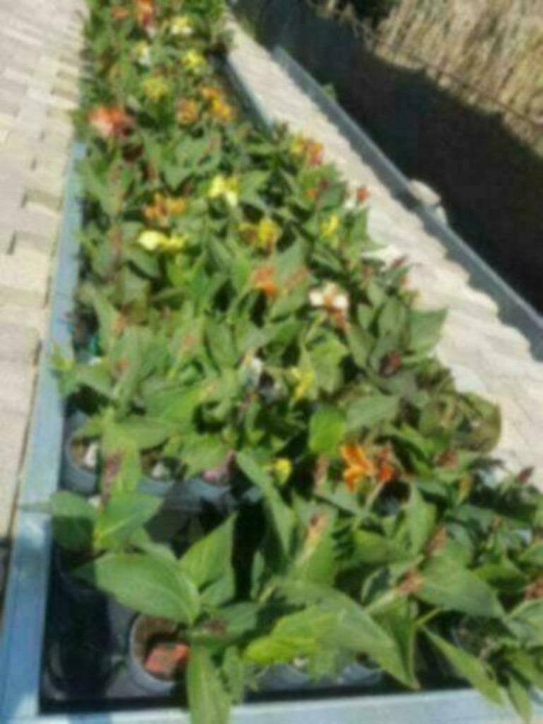 ACTIE, Vijverplanten, waterlelies, drijfplanten - Koidreams, Ophalen of Verzenden, Nieuw, Plant(en), Steen of Hout