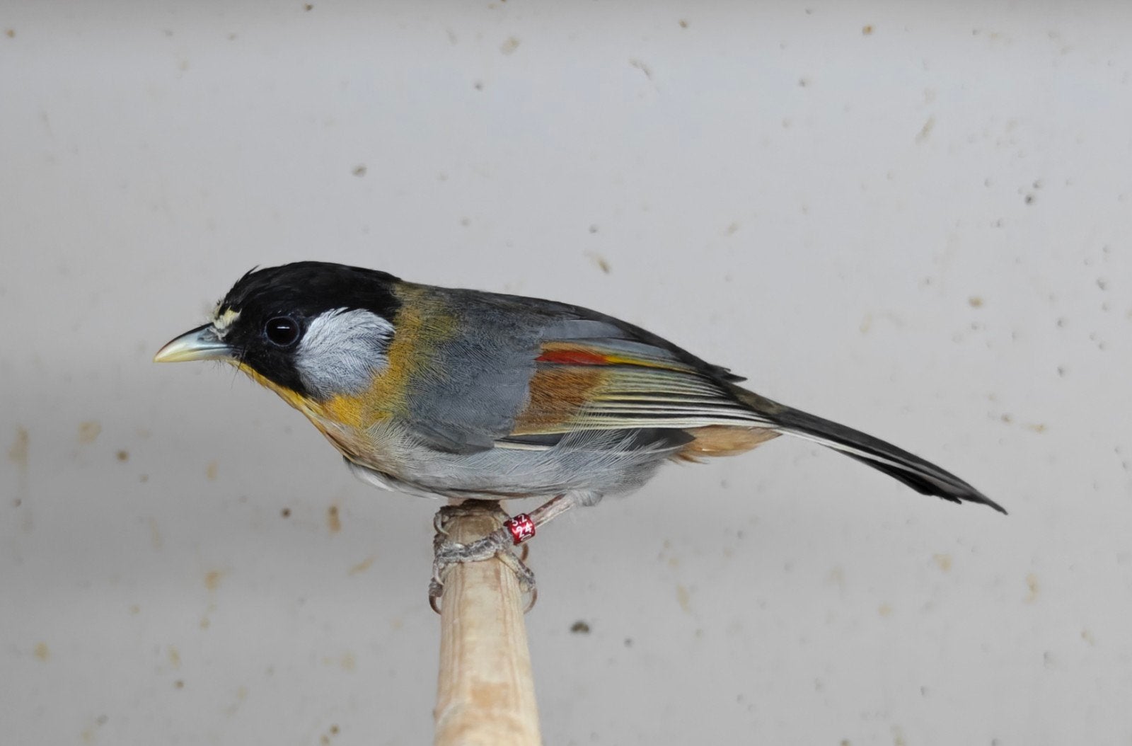 koppel zilveroor nachtegaalen, Meerdere dieren, Tropenvogel, Geringd