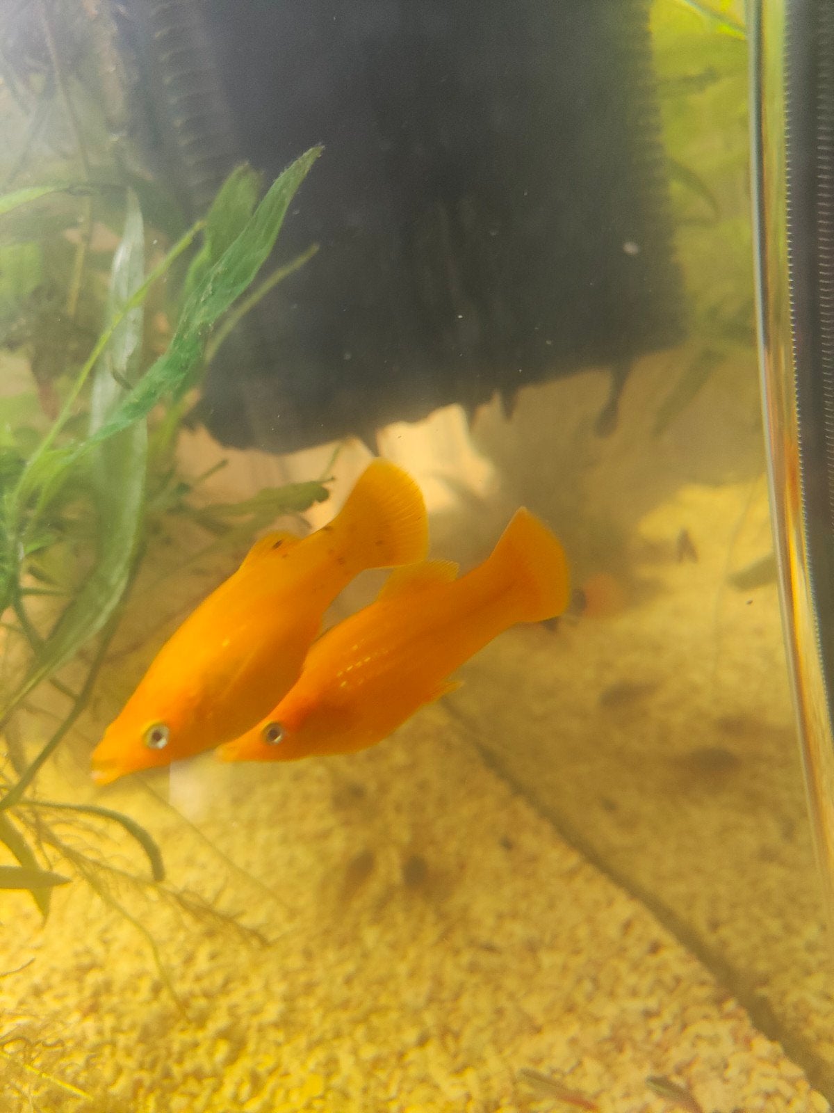 2 prachtige mollys, Dieren en Toebehoren, Vissen | Aquariumvissen, Vis, Zoetwatervis