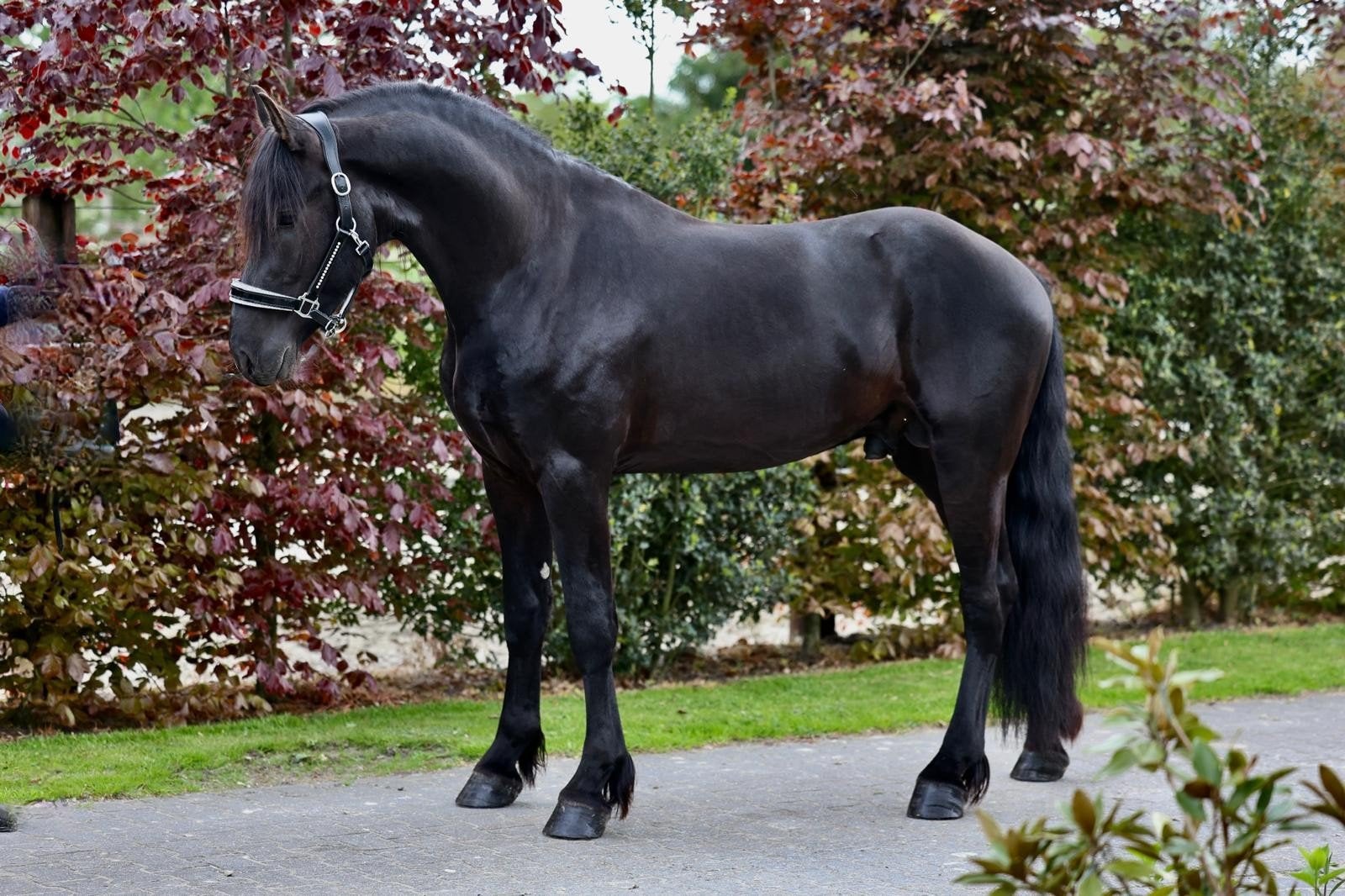 Friese hengst, Gold champagne, Pools AV en cremello merrie,, Dieren en Toebehoren, Paarden, Met stamboom, Dressuurpaard, Zadelmak