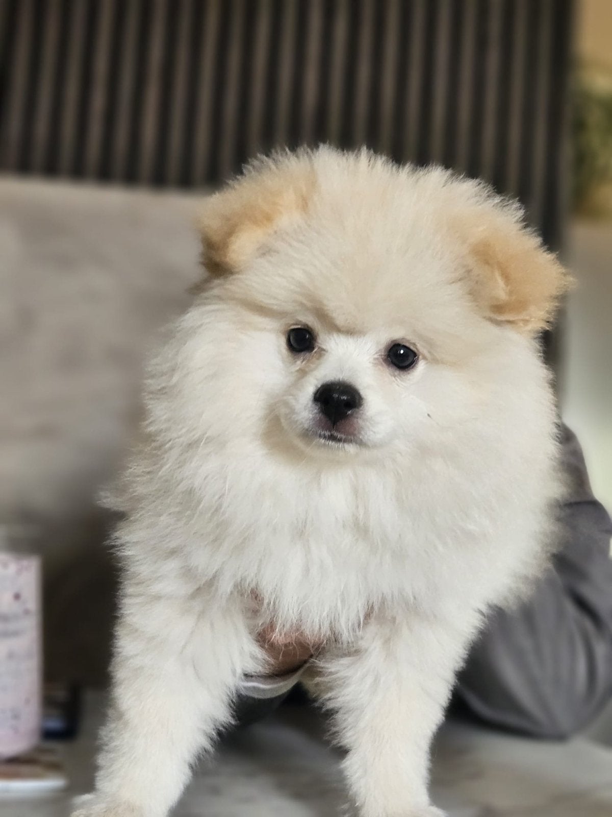 Pomeriaan puppy’s beschikbaar, Dieren en Toebehoren, Parvo, Keeshond, Reu, 8 tot 15 weken
