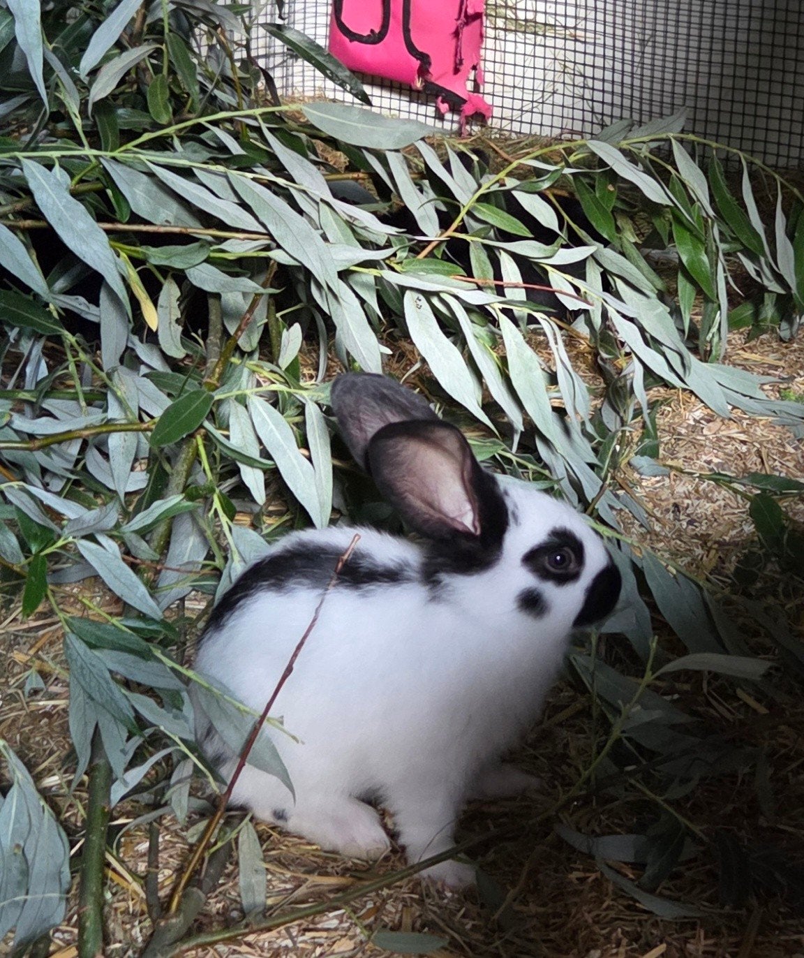 Grote lotharinger, Dieren en Toebehoren, Konijnen, Geslacht onbekend, Groot, 0 tot 2 jaar