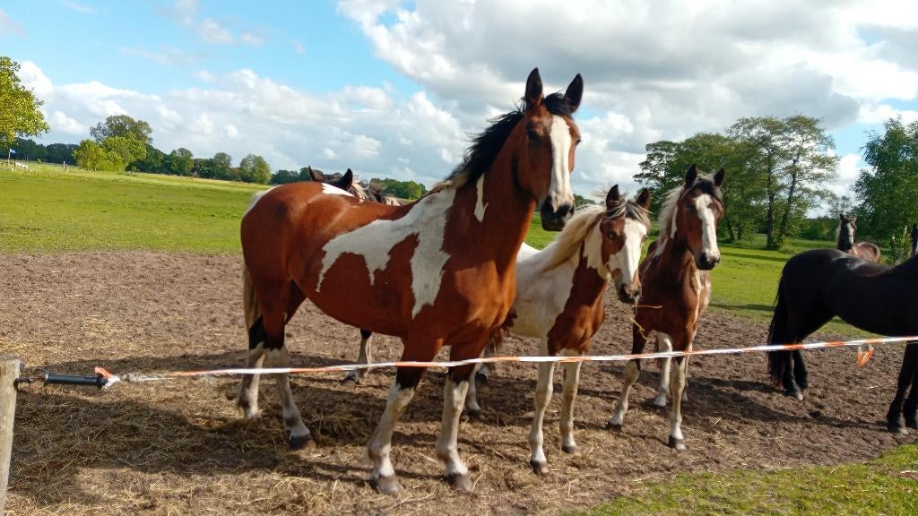 8 jarige bonte merrie  en bonte jaarling merrie, Dieren en Toebehoren, Paarden, Ruin, Dressuurpaard, 0 tot 2 jaar