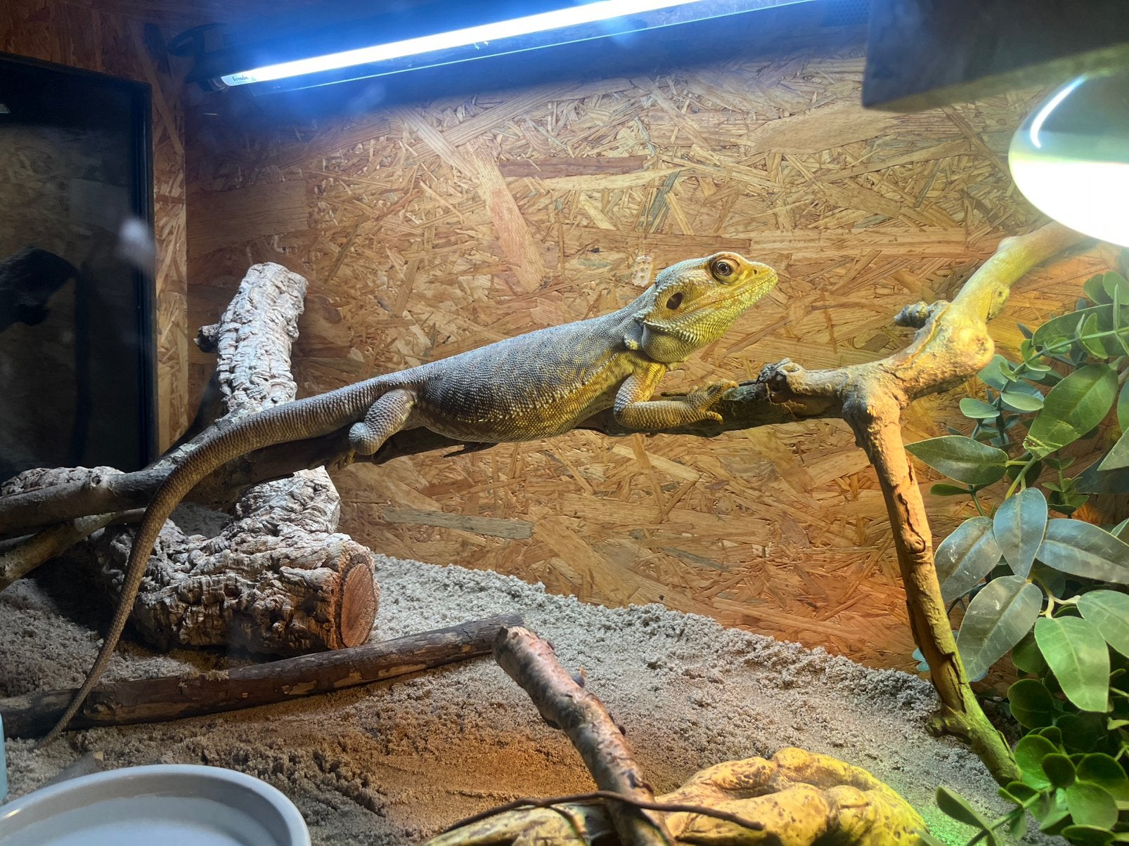 Baardagaam mannetje Bearded Dragon - male for sale from Boaz Schepers