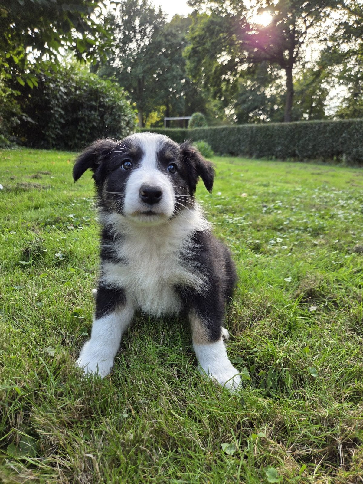 Border Collie pups, 8 tot 15 weken, Collie, CDV (hondenziekte), Meerdere