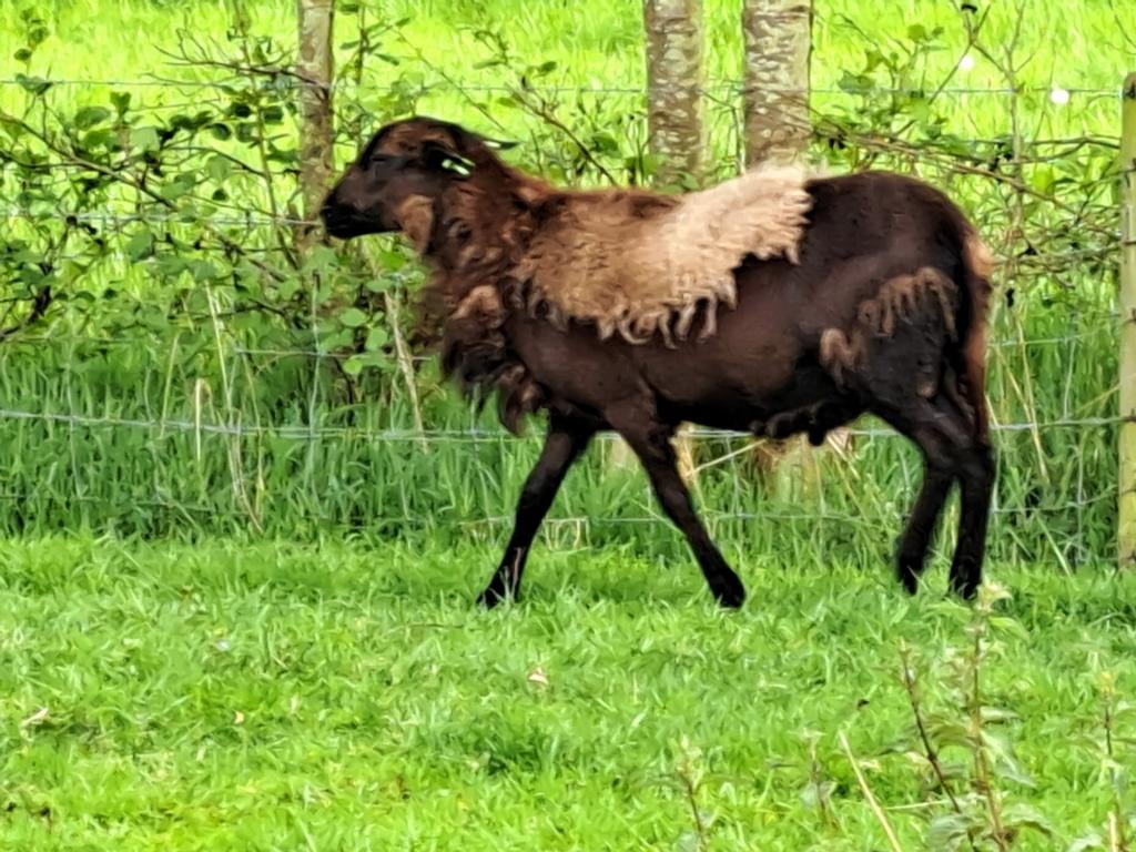 Te koop Barbados Black Belly schapen ram, Dieren en Toebehoren, Mannelijk, Schaap, 0 tot 2 jaar