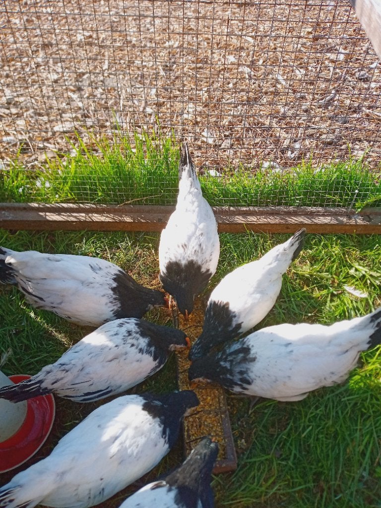 Lakenvelder kuikens (groot), Meerdere dieren, Kip