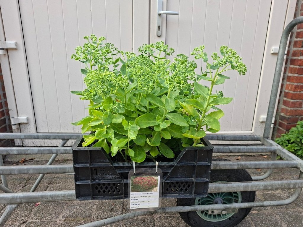 Mooie Sedum 'Herbstfreude' (Hemelsleutel) in pot!, Tuin en Terras, Planten | Tuinplanten, Ophalen, Overige soorten, Volle zon