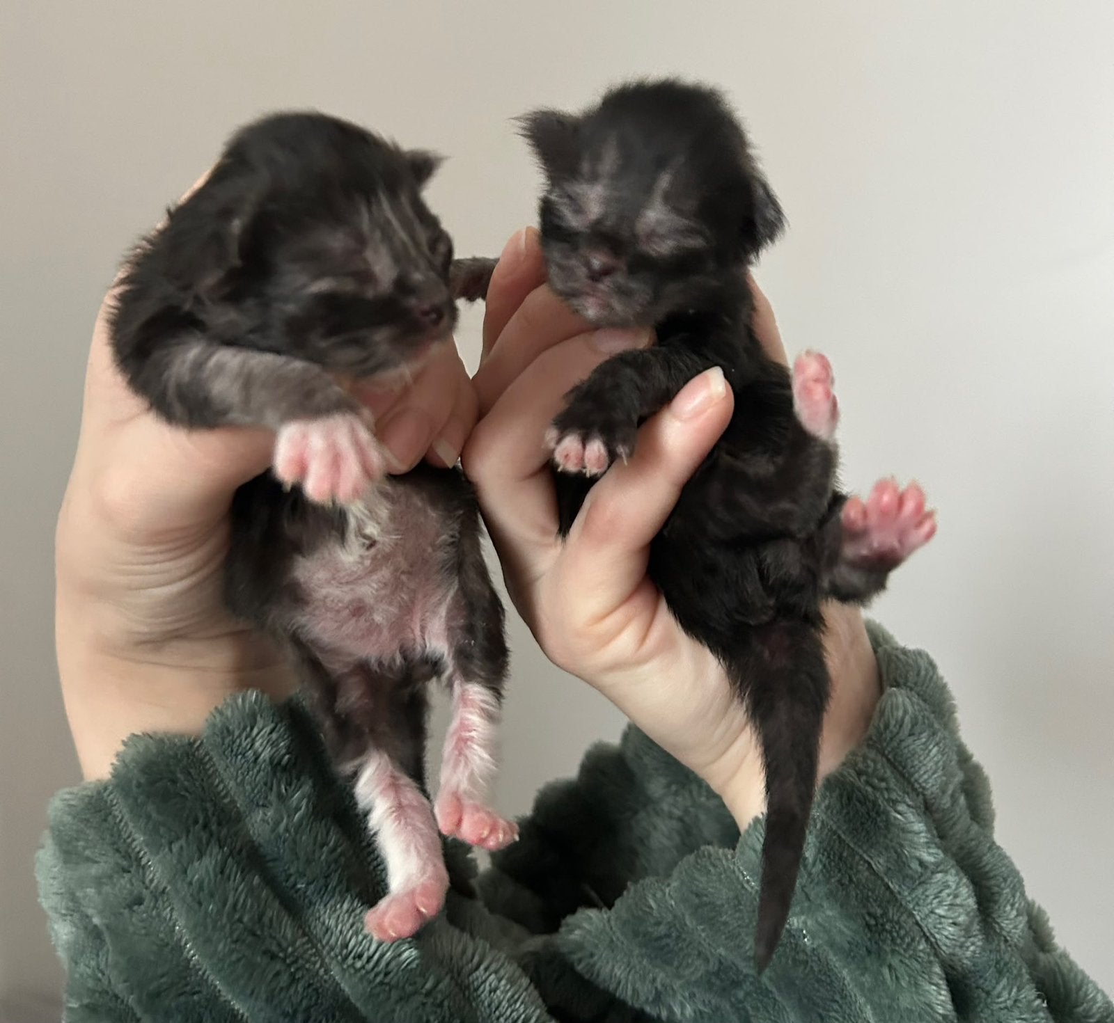 maincoon kittens, Meerdere dieren, Overige soorten