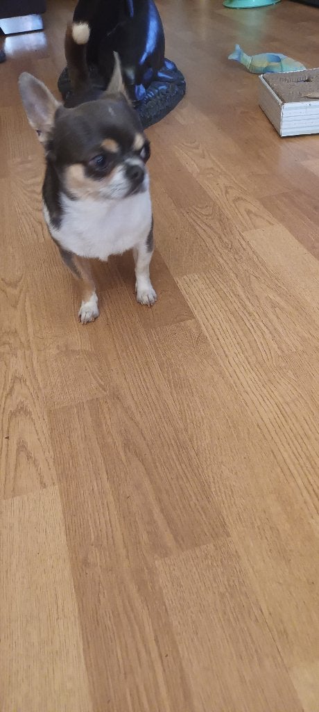 Chihuahua kleur blauwe ras voorte deken, Dieren en Toebehoren, Reu, Parvo, Eén hond, 3 tot 5 jaar