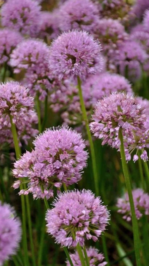 Allium Millenium 2 liter, Ophalen of Verzenden, Vaste plant, Overige soorten, Halfschaduw