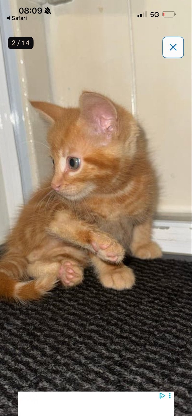 Kittens 9 weken oud