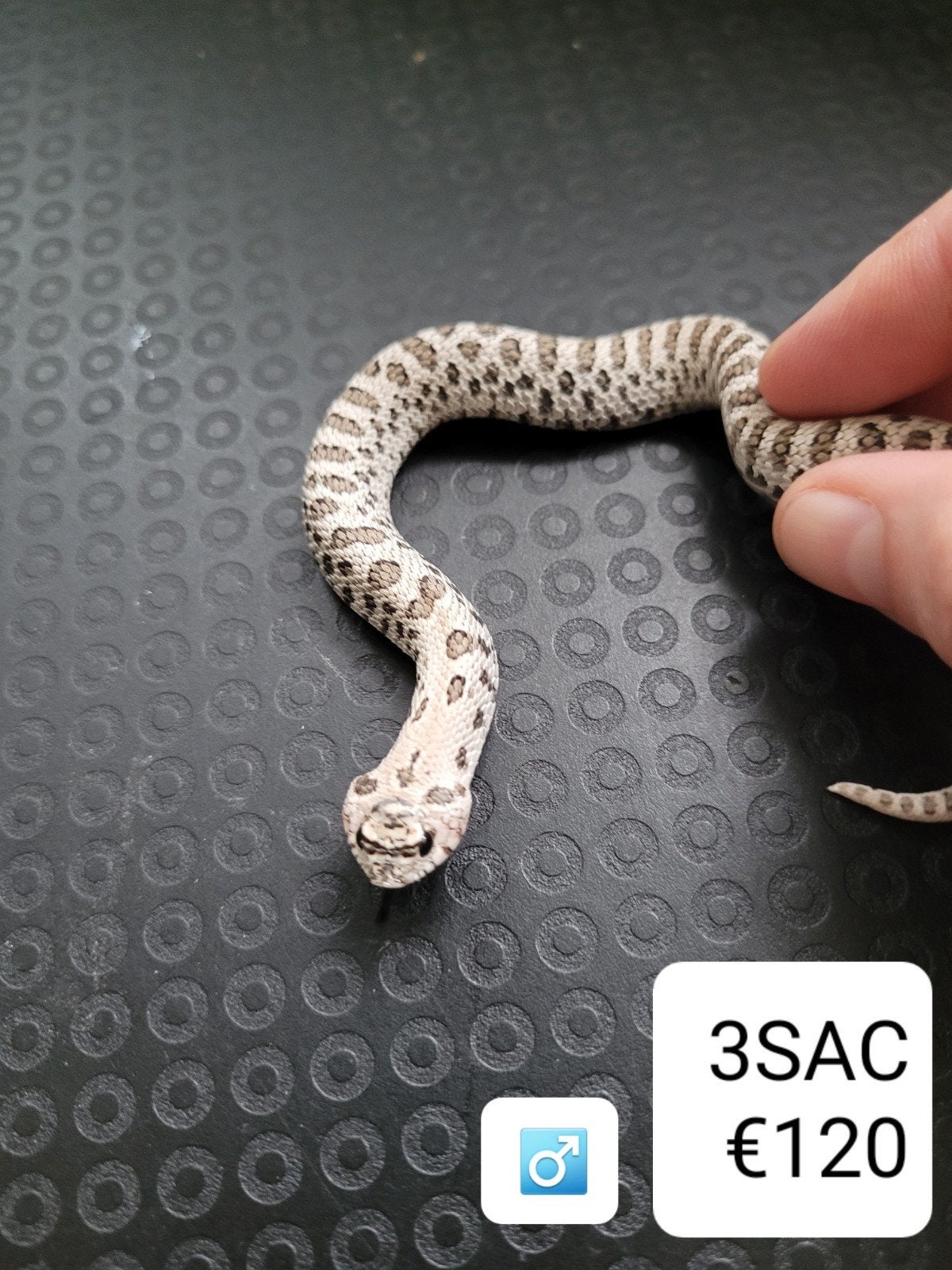Heterodon Nasicus - Haakneusslang Hognose Snake photo 7