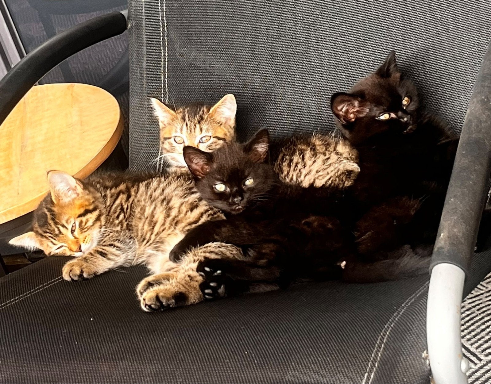 Britse korthaar kittens mogen nest verlaten, Meerdere dieren, Ontwormd