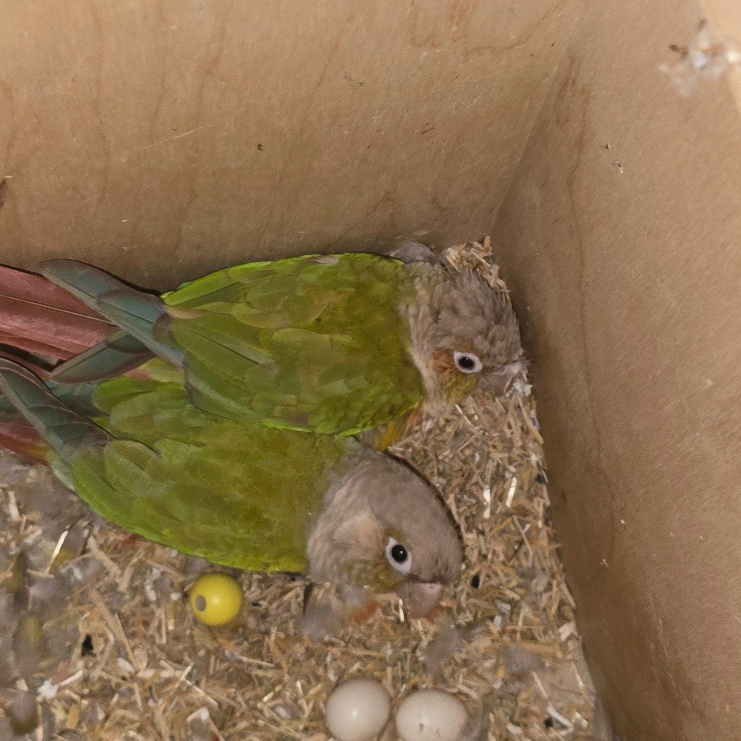 2 pyrrhura dames., Vrouwelijk, Parkiet, Tam