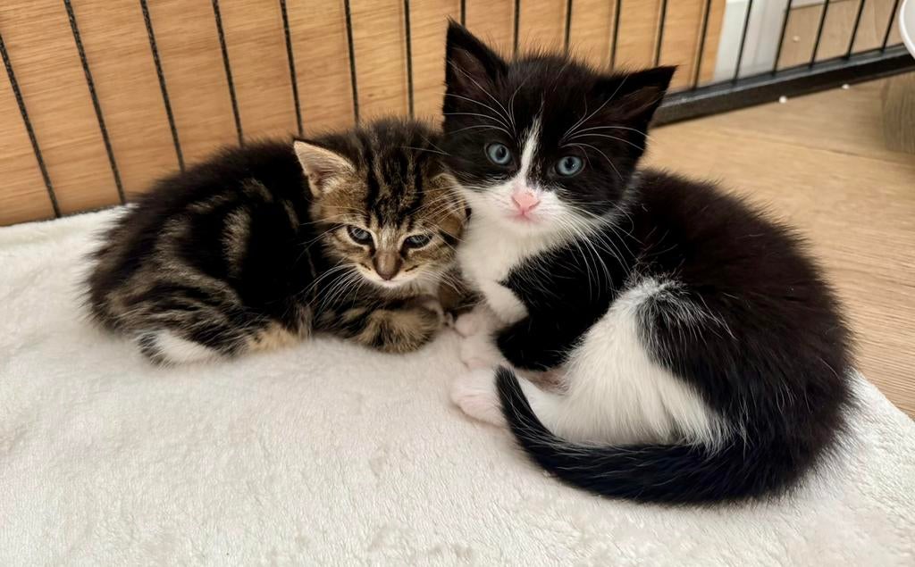 2 LIEVE KATERS ZOEKEN EEN GOUDEN MANDJE, Kater